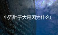 小貓肚子大是因?yàn)槭裁?小貓肚子脹得像氣球怎么回事)