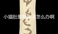 小貓肚里有蟲子怎么辦啊？小貓肚子里有蟲子怎么辦
