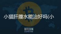 小貓肝腹水能治好嗎(小貓肝腹水吃什么藥)