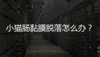 小貓腸黏膜脫落怎么辦？小貓腸粘膜脫落