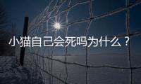 小貓自己會死嗎為什么？小貓自己能活嗎
