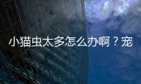 小貓蟲(chóng)太多怎么辦啊？寵物貓蟲(chóng)子