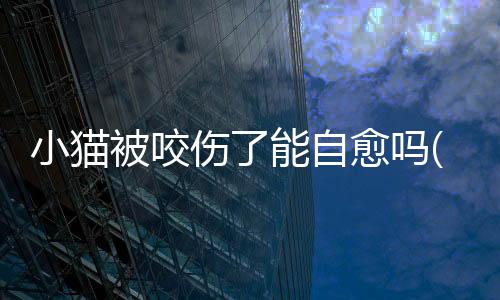 小貓被咬傷了能自愈嗎(被小貓牙齒劃傷出血要打針嗎)