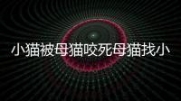 小貓被母貓咬死母貓找小貓給它看咬死的小貓嗎？母貓咬死幼貓