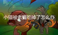 小貓被老貓吃掉了怎么辦？小貓被老貓吃掉了