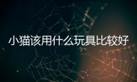 小貓該用什么玩具比較好？小貓適合什么玩具