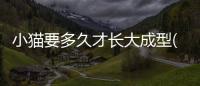 小貓要多久才長大成型(小貓要養多久才長大)