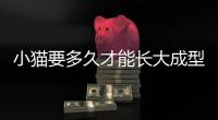 小貓要多久才能長大成型(小貓多久才能長大一歲)