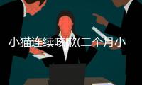 小貓連續咳嗽(二個月小貓拉稀怎么辦)