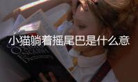小貓?zhí)芍鴵u尾巴是什么意思？小貓?zhí)芍鴵u尾巴是開心還是生氣