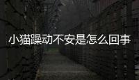 小貓躁動不安是怎么回事(小貓躁動不安 攻擊性強)