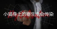 小貓身上的寄生蟲會傳染給人嗎？小貓身上的寄生蟲長什么樣