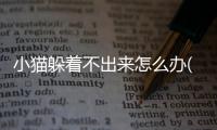 小貓躲著不出來(lái)怎么辦(小貓躲在門(mén)后嚇人)
