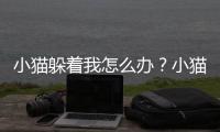 小貓躲著我怎么辦？小貓咪躲人