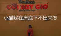 小貓躲在床底下不出來怎么辦(小貓一直躲著不出來怎么辦)