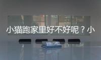 小貓跑家里好不好呢？小貓跑家里好不好呀