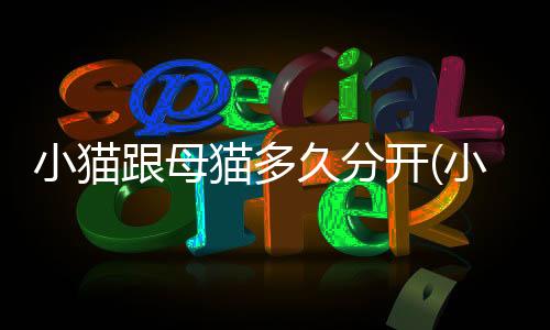 小貓跟母貓多久分開(小貓離開母貓多久會忘記)