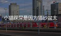 小貓踩屎是因?yàn)樨埳芭杼?小貓踩屎了怎么清潔)