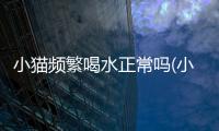 小貓頻繁喝水正常嗎(小貓頻繁喝水 毛禿了)