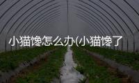 小貓饞怎么辦(小貓饞了只吃罐頭不吃糧)