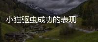 小貓驅(qū)蟲成功的表現(xiàn)  小貓驅(qū)蟲后多久起效
