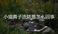 小貓鼻子流膿是怎么回事(小貓鼻子流膿怎么辦)