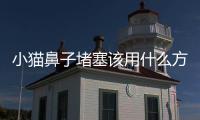 小貓鼻子堵塞該用什么方法解決(小貓鼻子上的毛禿了)