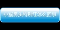 小貓鼻頭特別紅怎么回事？小貓鼻頭特別紅正常嗎