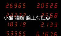 小貓 貓癬 臉上有紅點