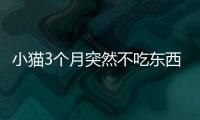 小貓3個月突然不吃東西怎么回事(小貓3個月突然不吃東西怎么辦)
