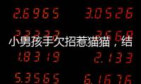 小男孩手欠招惹貓貓，結(jié)果…貓：我還治不了你了？！