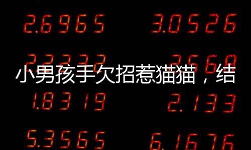 小男孩手欠招惹貓貓，結果…貓：我還治不了你了？！