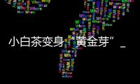 小白茶變身“黃金芽”_