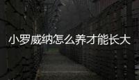 小羅威納怎么養(yǎng)才能長大？羅威納怎么養(yǎng)才兇