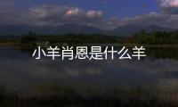 小羊肖恩是什么羊