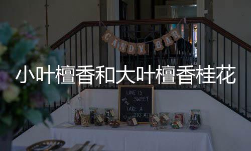 小葉檀香和大葉檀香桂花區別（小葉檀）
