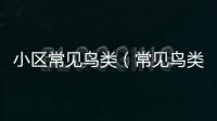 小區(qū)常見鳥類（常見鳥類）