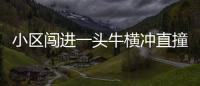 小區(qū)闖進(jìn)一頭牛橫沖直撞 撞損多輛電動(dòng)車