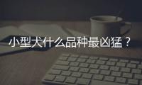 小型犬什么品種最兇猛？小型犬什么品種好