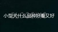 小型犬什么品種好看又好養？小型犬什么品種最好