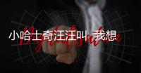 小哈士奇汪汪叫  我想看哈士奇的歌