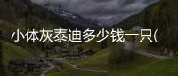小體灰泰迪多少錢一只(小體灰泰迪幾個月定型呢)