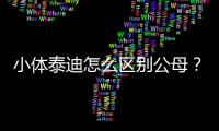 小體泰迪怎么區別公母？小體泰迪怎么區別品種