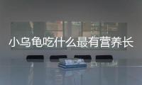 小烏龜吃什么最有營養(yǎng)長的快（小烏龜吃什么）