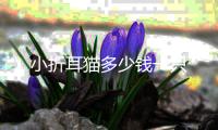 小折耳貓多少錢一只