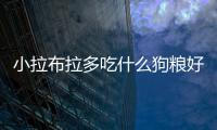 小拉布拉多吃什么狗糧好？小拉布拉多吃什么最好