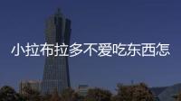 小拉布拉多不愛吃東西怎么辦？小拉布拉多不吃東西怎么辦