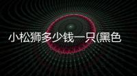 小松獅多少錢一只(黑色松獅多少錢一只)