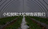 小松樹和大松樹告訴我們什么道理 小松樹和大松樹說什么