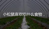 小松鼠喜歡吃什么食物，松鼠吃什么食物